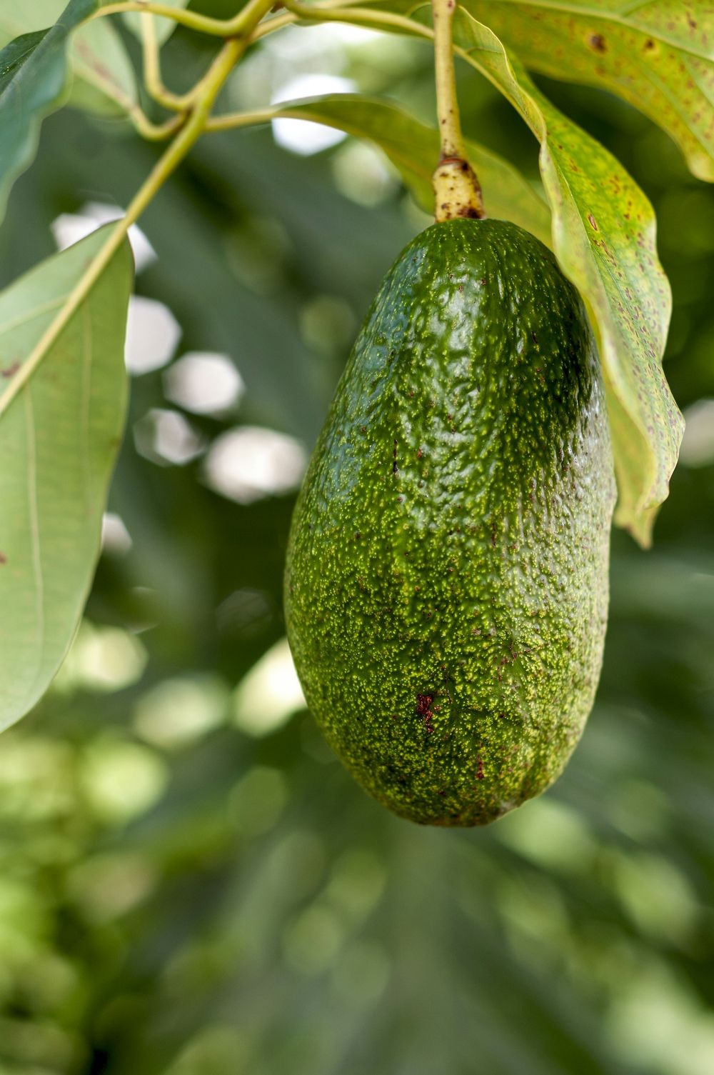 Aguacate Bacon