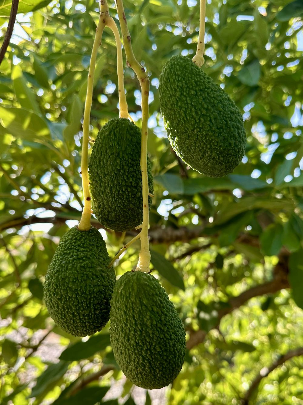 Aguacate Pinkerton