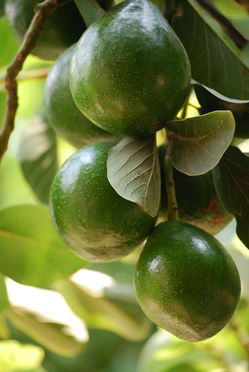 Aguacate Fuerte